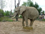 Slon - Dv�r Kr�lov� - ZOO & Safari (foto 3)