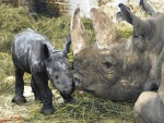 Nosoro�ec - Dv�r Kr�lov� - ZOO & Safari (foto 8)