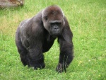Gorila - Dv�r Kr�lov� - ZOO & Safari (foto 7)