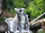 Dv�r Kr�lov� - ZOO & Safari - Dv�r Kr�lov� - ZOO & Safari (foto 6)