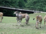 Dv�r Kr�lov� - ZOO & Safari (foto 5)