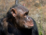 Dv�r Kr�lov� - ZOO & Safari - Dv�r Kr�lov� - ZOO & Safari (foto 4)
