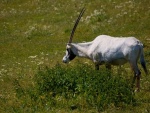 Dv�r Kr�lov� - ZOO & Safari (foto 11)